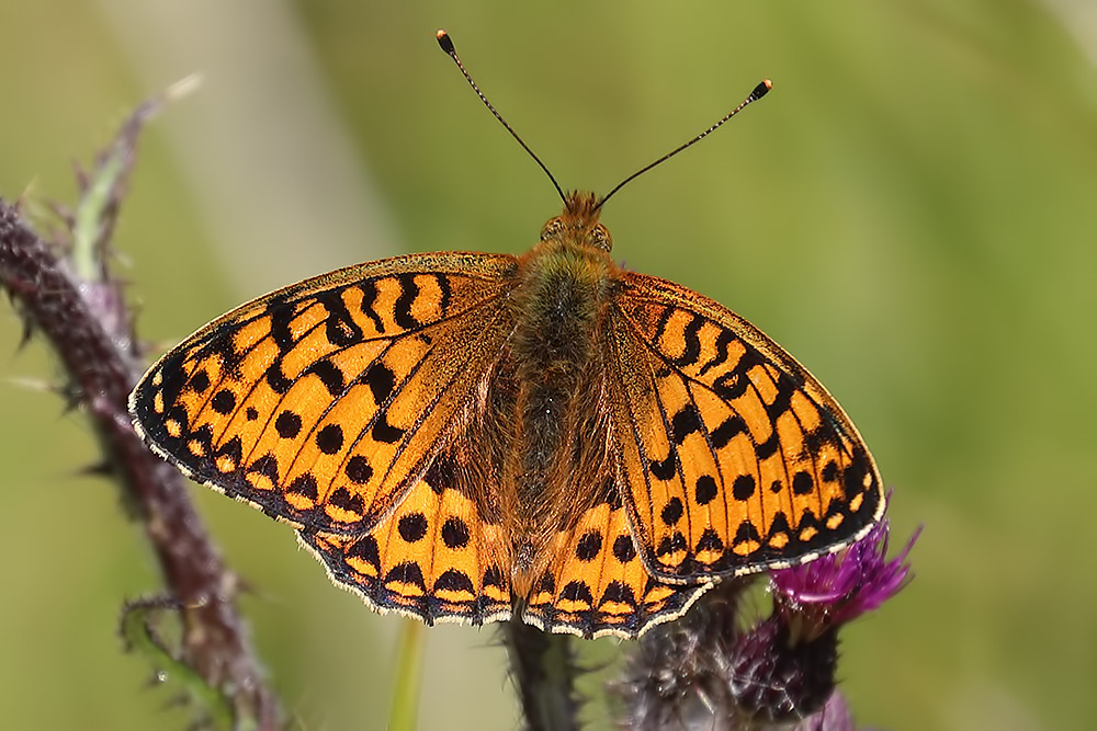 small pearl-bordered fritillary